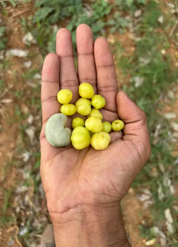 Fresh organic harvest from a Hasiru Agro managed farm